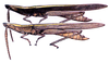 Achurum sumichrasti (Saussure, 1861): males. (Otu).