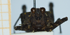 CollectionObject 1585214; bc8b33a9-d878-4ed6-8dde-fb1acedaf652: male, frontal view. (CollectionObject).
