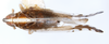 Habitus, dorsal view: !! display not done !! on Stenocranus (Codex) acutus Beamer, 1946: (Observation).
