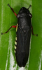 Habitus, dorsal view: !! display not done !! on Pseudophera Melichar, 1924: Pseudophera contraria @ Costa Rica, by Gernot Kunz. (Observation).