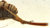 CollectionObject 1581598; 5ed10d2a-febe-4fdf-bf6a-54d357200ee2: female ovipositor (paralectotype). (CollectionObject).
