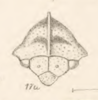 Head: !! display not done !! on Adippe histrio (Walker, 1858): (Observation).