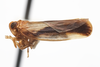 Habitus, lateral view: (Observation).