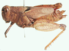 female, lateral view. Depicts Phymeurus chianga Mason, 1966, an Otu.