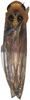 Habitus, dorsal view on Anufrievia subapicifixa Yang & Zhang, 2018: Habitus. (Observation).
