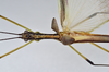CollectionObject 1590070; d824a2ac-dcaa-47de-9aa4-9ec19910bf4e: copyright MNHN, Paris. male: head & thorax, dorsal view (holotype). (CollectionObject).