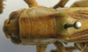 CollectionObject 1517356; 9e907f6c-8256-4584-951c-2bcba6ec8a75: female pronotum dorsal (holotype). (CollectionObject).