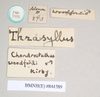 CollectionObject 1557825; 87f9a19e-e234-4e6b-b475-4fa501d1a9d7: copyright Natural History Museum, London. male, data labels of Chondrostethus woodfordi (syntype). (CollectionObject).;CollectionObject 1557826; 50d4ed4c-0940-4f37-b3fe-450e20f5d380: copyright Natural History Museum, London. male, data labels of Chondrostethus woodfordi (syntype). (CollectionObject).