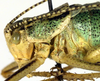 CollectionObject 1500687; a57d062e-58b3-4509-9f9f-606307d3100b: male pronotum, lateral view (holotype). (CollectionObject).