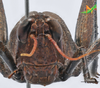 CollectionObject 2243534; Unioeste Cascavel K-0590, ff376773-209d-4a5c-9be0-c39e3d974e9e, Unioeste Cascavel K-0590: Female, frontal view. (CollectionObject).