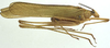 male, lateral view (syntype). Depicts CollectionObject 1506562; 1789fccf-6579-47d4-8ca4-6edd8d9b52e0, a CollectionObject.