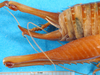 CollectionObject 1502587; b81d3195-04ad-4d4a-8c9a-3b704ee49de5: ovipositor (syntype). (CollectionObject).