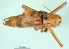 CollectionObject 1500646; 8065ee67-09d6-4d80-941d-71ffb7a7359b, DORSA BTisokalS01: male, dorsal view (syntype). (CollectionObject).