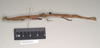 CollectionObject 1559452; NHMUK(SF IMPORT DUPLICATE) 844615, 4335eae1-0020-4e6d-843f-fe6cfbd4fa9e: copyright Natural History Museum, London. female, lateral view (holotype). (CollectionObject).