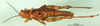 CollectionObject 1502212; a72be246-4757-4c53-a253-7048441d00fd: female, dorsal view (syntype or allotype). (CollectionObject).