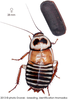 Eurycotis decipiens (Kirby, 1903): Copyright Josef Dvorák. Eurycotis decipiens. (Otu).