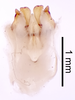 CollectionObject 1522846; 585610a4-fcf6-45a5-a6b1-e217438a5734: Male genitalia, ventral view (holotype). (CollectionObject).