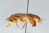 CollectionObject 2869084; CNCI 1162552, 07bbcc56-020f-4176-bc2f-7fb4b7982e63: Scapteriscus vicinus. (CollectionObject).