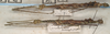 Pseudonogastris aculeata (Redtenbacher, 1906): copyright St. Petersburg. females, lateral view (possible syntypes). (Otu).
