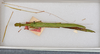 CollectionObject 1557506; 62e2d0ab-811f-4025-a83a-6af446a3af7b: copyright USNM, Washington. female (holotype). (CollectionObject).
