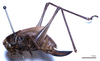 CollectionObject 1532071; fdbcf561-3b7a-40b7-a12a-873c015467af: female, lateral view (syntype). (CollectionObject).