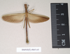CollectionObject 1560629; 4f1e263e-c78a-4e70-8a15-e4ebcc5b90c0: copyright Natural History Museum, London. male (paralectotype). (CollectionObject).;CollectionObject 1560630; 81cde4ba-3fde-4f61-9420-4172a1b4f9c5: copyright Natural History Museum, London. male (paralectotype). (CollectionObject).