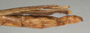 CollectionObject 1557151; NMW 956, a453c62a-9514-40a0-a54f-5f074d0518c3: copyright NMW, Vienna. female: end of abdomen, lateral view (lectotype). (CollectionObject).