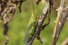 FieldOccurrence 3970; 62d882a6-8a41-4dcc-9ca2-a9750fcb1ae7; Parque Pereyra, soutwest of highway crossing over Arroyo Pereyra, 2026/02/26: (FieldOccurrence).
