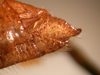 CollectionObject 1537803; 308dcdda-f231-4cd3-9e10-4896fba240dd: female ovipositor (paratype). (CollectionObject).