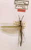CollectionObject 1557505; 03a9f13e-9224-4ff9-a9cd-a37bce73b4d6: copyright ZMUH, Hamburg. male (holotype). (CollectionObject).