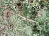 Sceptrophasma bituberculatum (Redtenbacher, 1889): copyright: Wu Wei. female of Sceptrophasma bituberculatum, Xinjiang,China. (Otu).