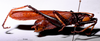 CollectionObject 1516181; a68823fd-f097-47a2-ab62-30e8185fb893: male, lateral view (syntype). (CollectionObject).