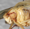CollectionObject 1552394; b9494f75-fbd8-4511-a832-d47514087b42: male, head and pronotum, lateral view. (CollectionObject).