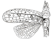 Timanthes signatipennis Stål, 1877: Fig. 97. left wings of male. (Otu).