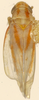 Habitus, dorsal view on Erythridula cornipes (Beamer, 1930): Habitus (holotype, KSEM collection). (Observation).