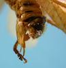 CollectionObject 1542807; 79d3c084-e725-4bd6-b109-bb32cf45d8cb: male subgenital area latero-dorsal view (holotype). (CollectionObject).