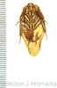 Gyna oblonga Borg, 1902: (Otu).