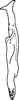Stylus: Stylus (R. variabilis Dwor.). (Observation).
