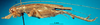 CollectionObject 1503570; cfca3aab-380f-4aaa-bfcb-3c073010f204: female, lateral view (paratype). (CollectionObject).