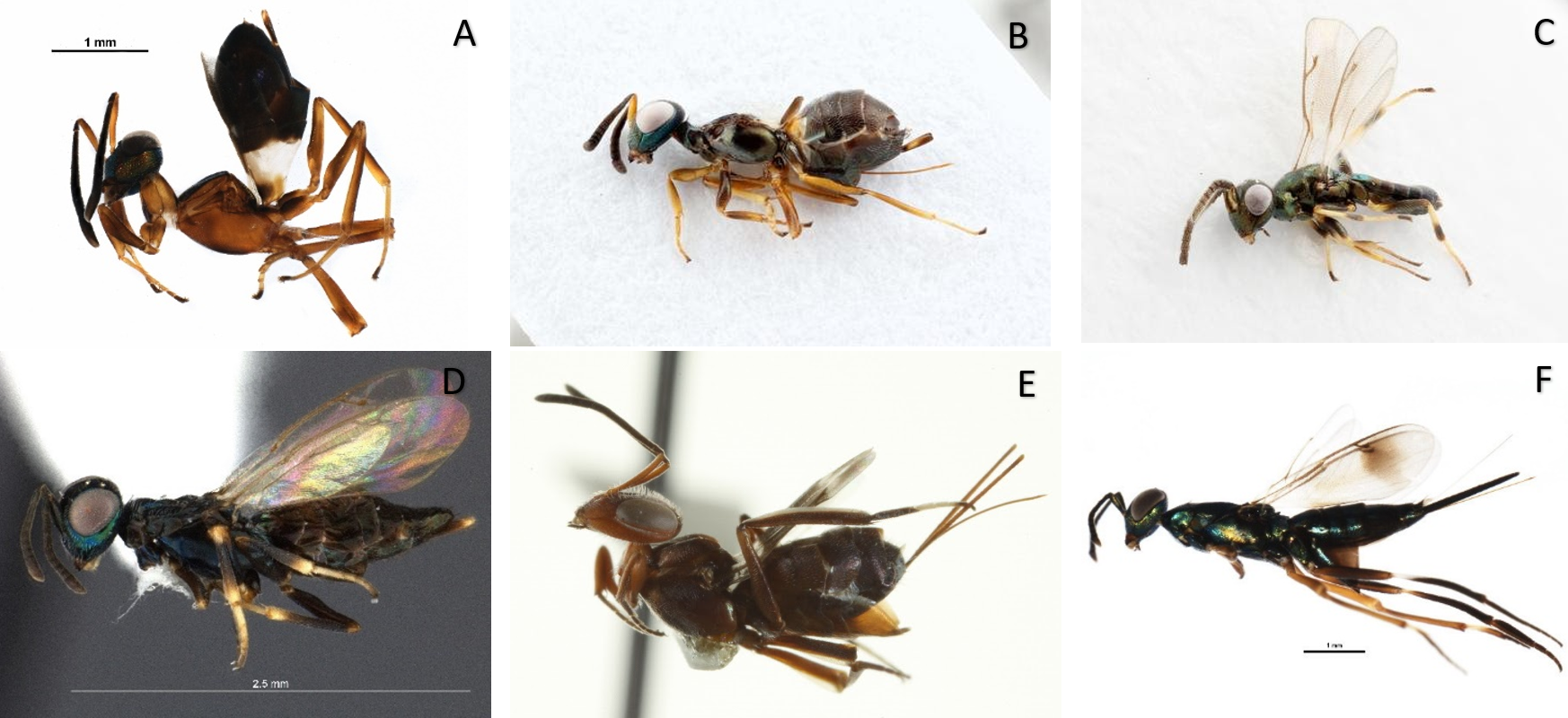 (A)	_Anastatus_, (B) _Eupelmus_   _vesicularis_ female, (C) _Eupelmus_  _vesicularis_ male, (D) _Brasema_, (E) _Arachnophaga_, (F) _Metapelma_ _spectabile_