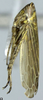 Habitus, lateral view on Paramesus obtusifrons (Stål, 1853): Habitus, lateral view. (Observation).