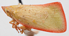 Habitus, lateral view: !! display not done !! on Colgar peracutus (Walker, 1858): (Observation).