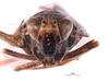 Head on Docalidia frondosa Nielson, 1979: (Observation).
