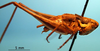 CollectionObject 1530693; 04647957-970c-4b5a-846f-93d1d3246651: male, lateral view (syntype). (CollectionObject).