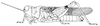 Eurysternacris brevipes Chopard, 1947: Page 221, Figure 1. Female. (Otu).