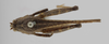 CollectionObject 1522996; 243b1286-6ab5-47c7-b0b5-62b400bedcc4: male, dorsal view (holotype of Paurotarsus amazonus). (CollectionObject).