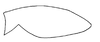 Subgenital plate, ventral view on Prairiana breva (DeLong & Wolda, 1982): Male: subgenital plate, ventral view. (Observation).
