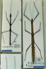 CollectionObject 1557680; b8e8f56d-6dc5-4f98-ac98-c788c77e2405: copyright CUMZ, Cambridge. male and female (paratypes). (CollectionObject).;CollectionObject 1557681; aa7989ab-7813-4129-b928-84b732e6b782: copyright CUMZ, Cambridge. male and female (paratypes). (CollectionObject).