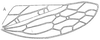 Forewing: !! display not done !! on Acinopterus gentilis (Berg, 1879): forewing. (Observation).
