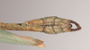 Marmessoidea rosea (Fabricius, 1793): copyright Natural History Museum, London. male: end of abdomen, dorsal view of synonym Platycrana rafflesii (holotype). (Otu).